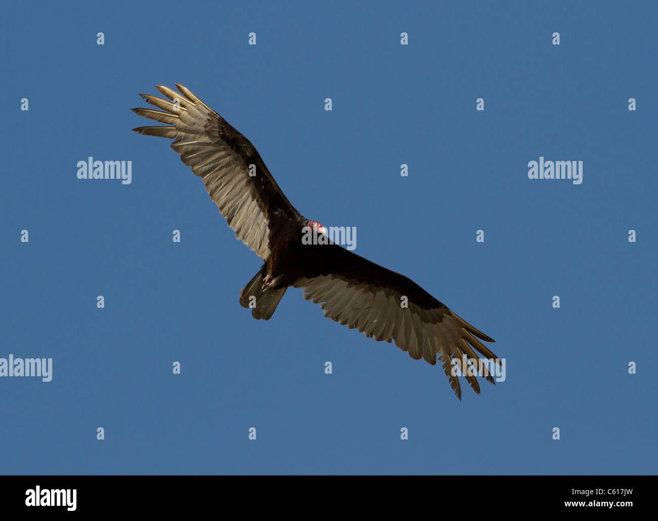 Urubu à tête rouge (Cathartes aura) en vol Banque D'Images