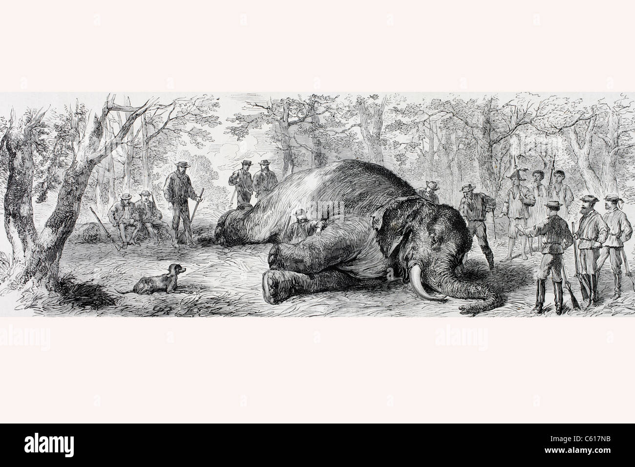 La chasse à l'éléphant en Afrique dans les années 1860. Banque D'Images