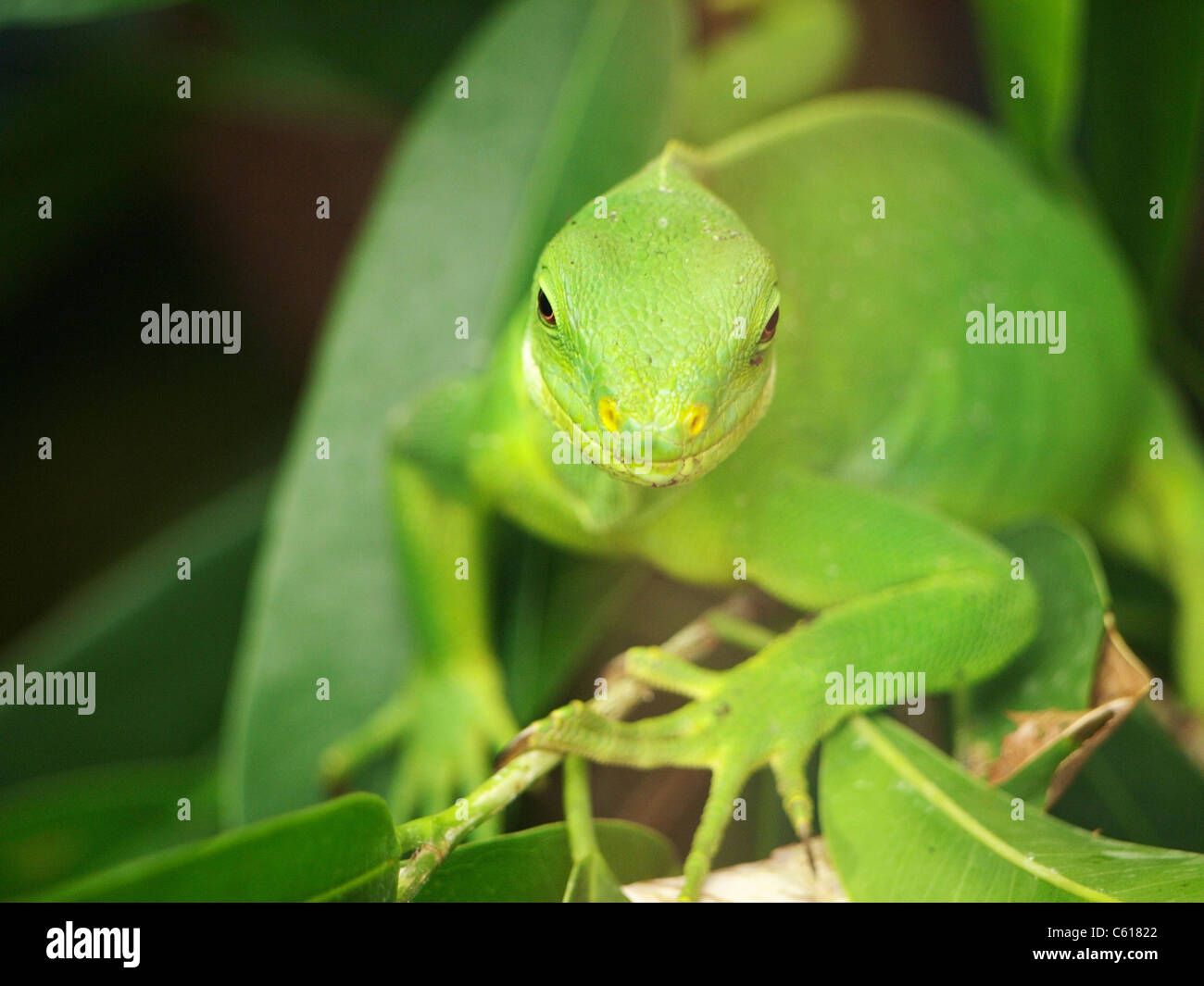 Lézard vert très lumineux, les yeux dans la caméra en zoologique zooparc de Beauval, vallée de la Loire, France Banque D'Images