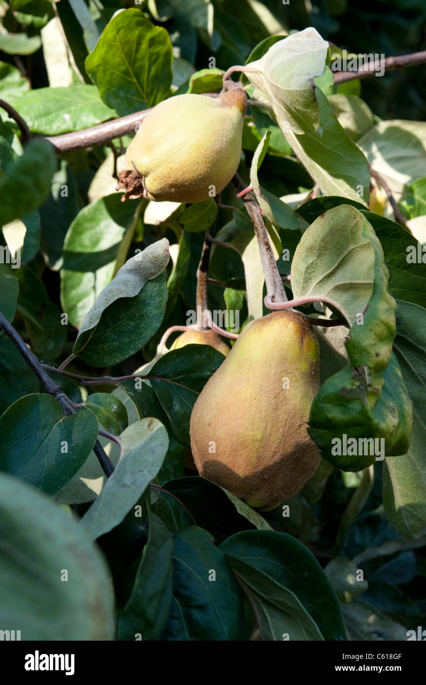 Quice sur le cognassier dans le Chelsea Physic Garden, cydonio dulcis Banque D'Images