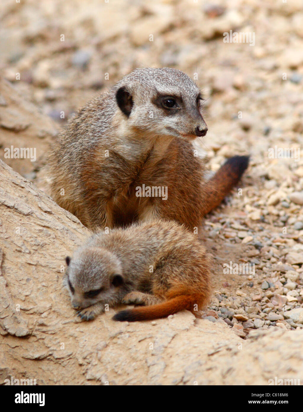 Meerkat bébé dormir gardé par mère Banque D'Images
