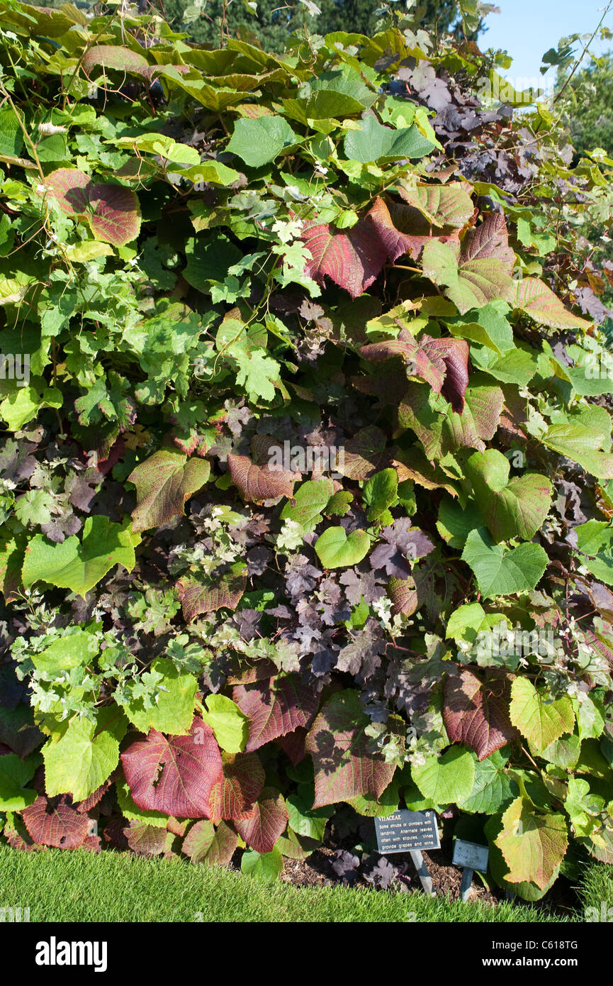 Quelques arbustes ou grimpeurs avec vrilles. Feuilles alternes, wi souvent à l'idéogramme Chelsea Physic Garden. Banque D'Images