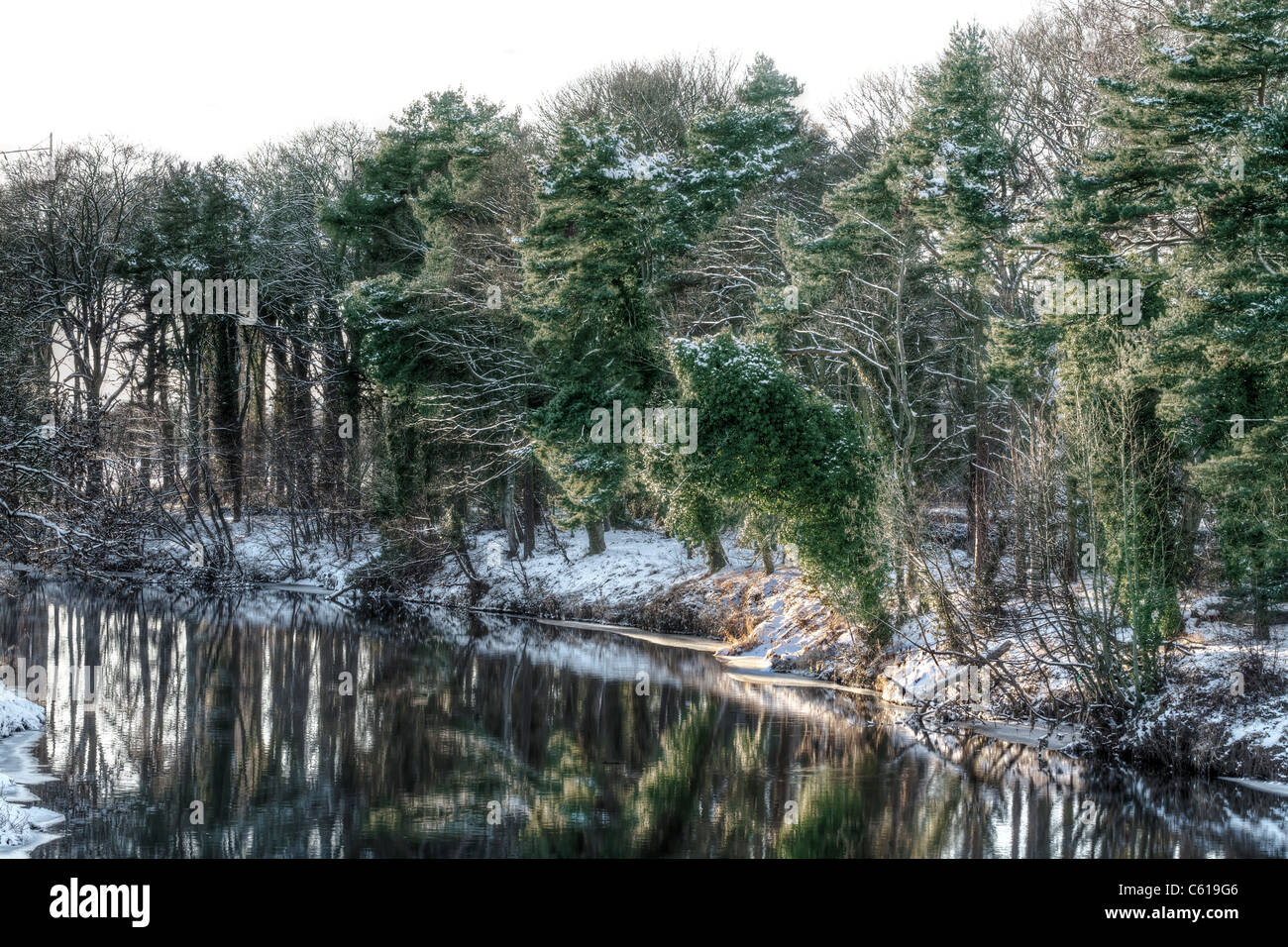 La neige a couvert les arbres à feuilles persistantes le long d'une rivière. Banque D'Images