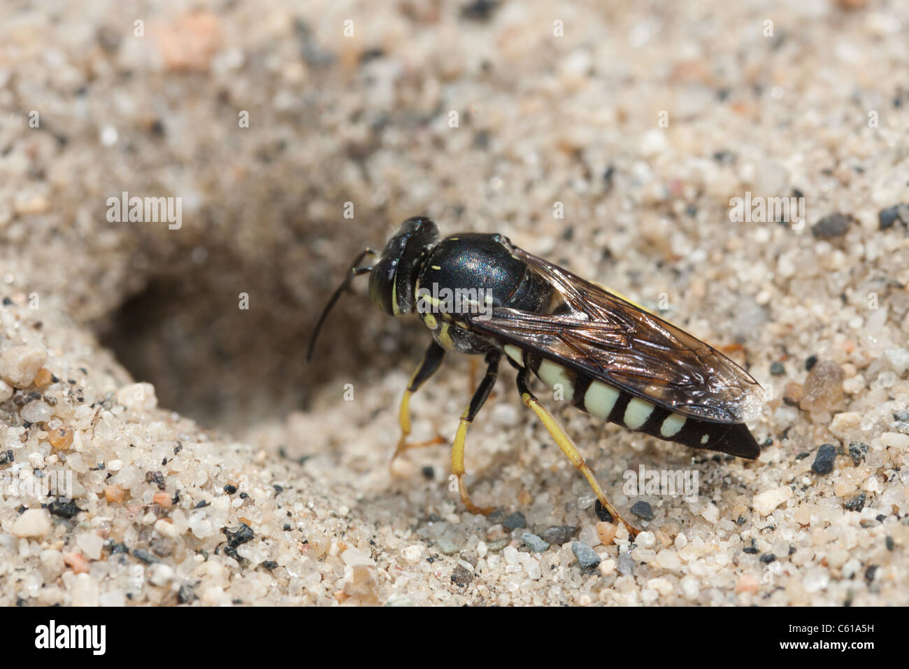 Wasp (Bicyrtes quadrifasciatus sable) sur le point d'entrer dans son emprunter dans le sable Banque D'Images