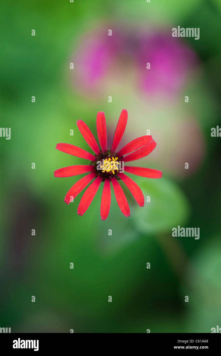 Zinnia tenuifolia. Zinna 'Red Spider' Fleur Banque D'Images