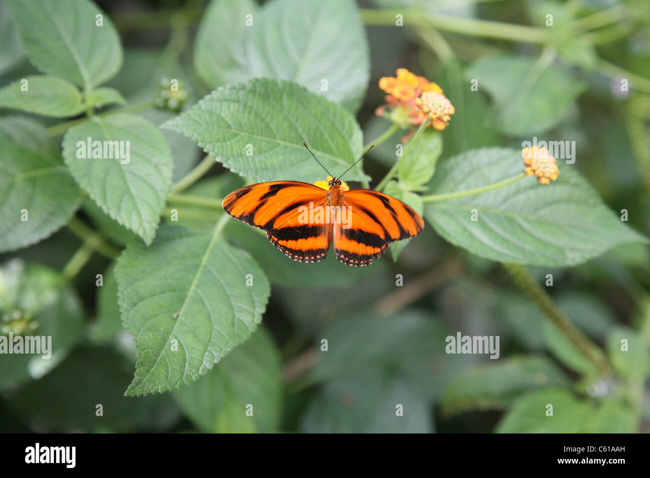 Papillon orange et noir sur une feuille Banque D'Images
