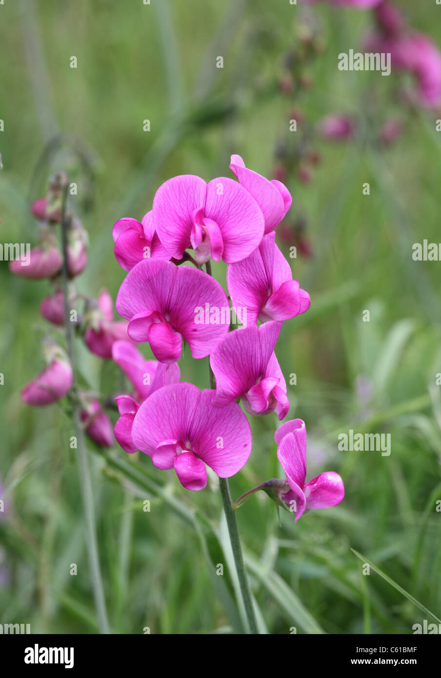 Pois de plus en plus à l'état sauvage Banque D'Images