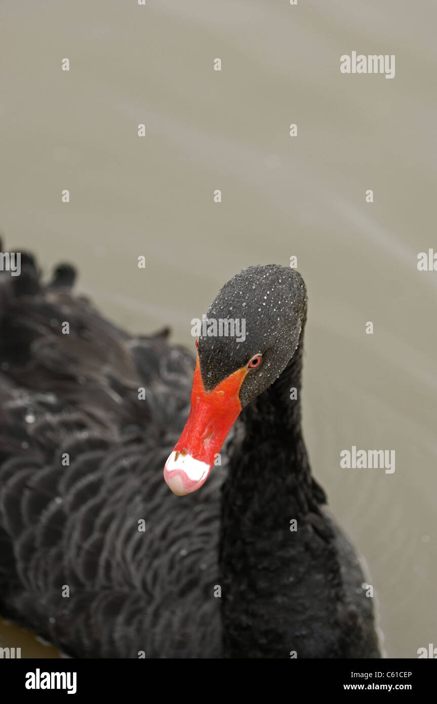 L'Australian Black Swan avec bill rouge et noir plumage. Banque D'Images