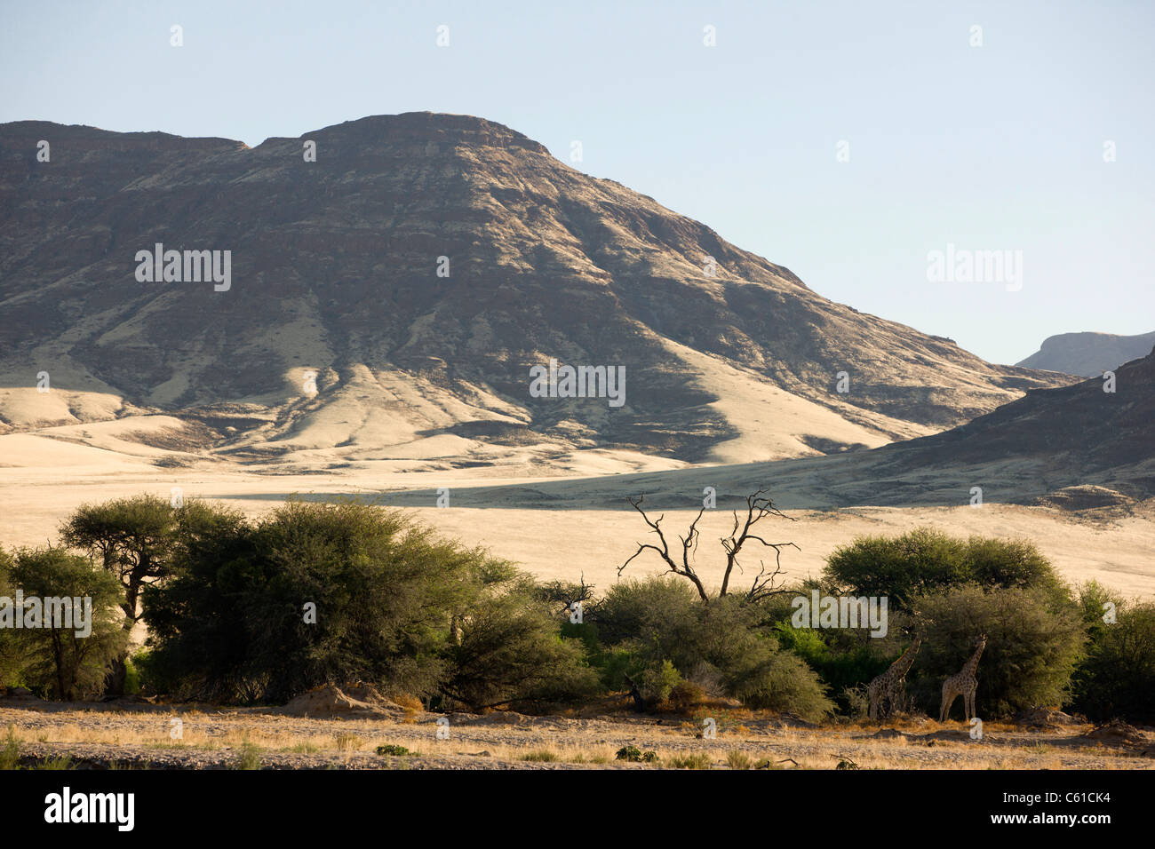 Un couple de girafes parcourir les arbres au bord de la rivière Hoarusib. Purros, Nord de Kaokoland, Namibie, Kaokoveld. Banque D'Images