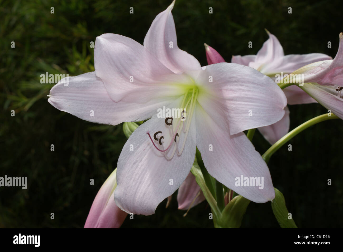 Crinum x powellii Banque D'Images