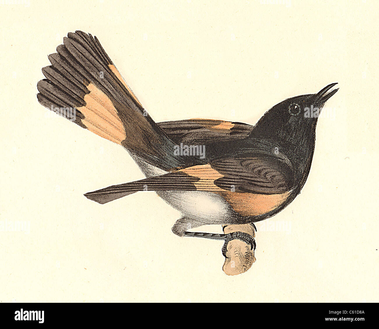 La Paruline flamboyante (Setophaga ruticilla Muscicapa ruticilla, lithographie d'oiseaux vintage) - James De Kay, de zoologie de New York, ou la faune, New-York Banque D'Images