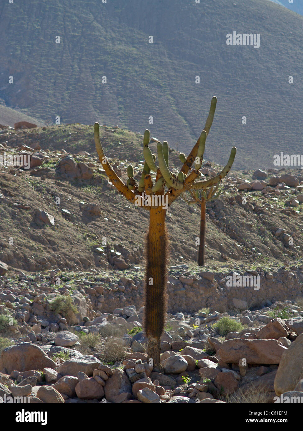 Cactus candélabres dans la vallée Lluta, Chili Banque D'Images