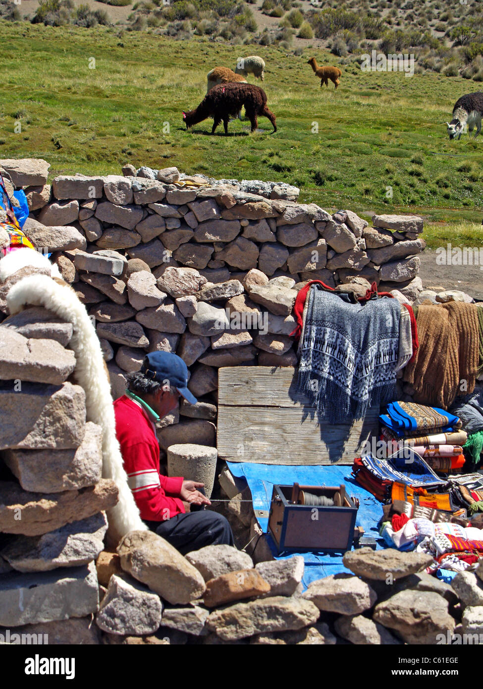 La filature de laine d'alpaga dans Parque Nacional Lauca, Chili Banque D'Images