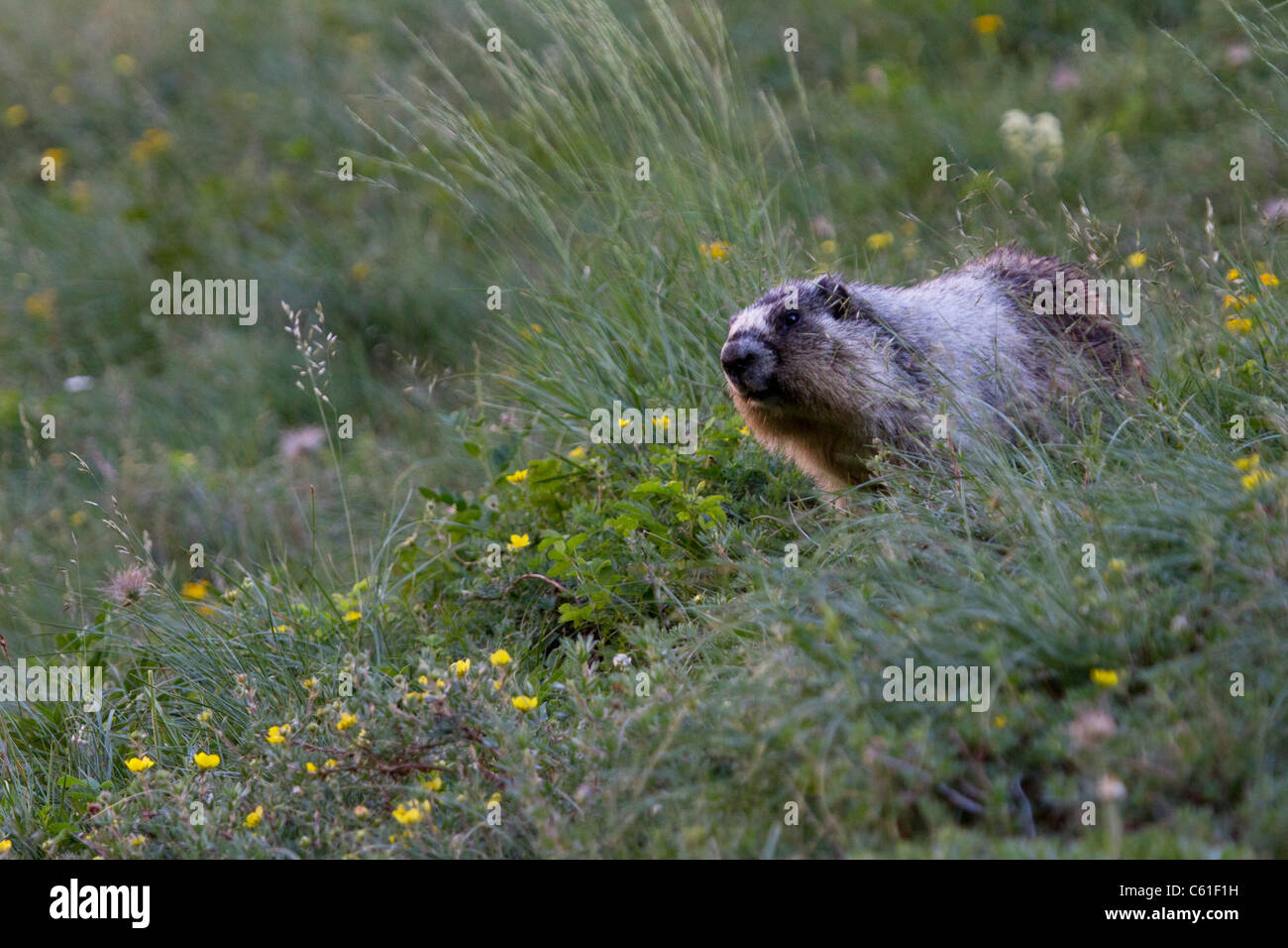 La marmotte des Rocheuses (Marmota caligata) dans Cracker Lake, Glacier National Park, Montana, USA Banque D'Images