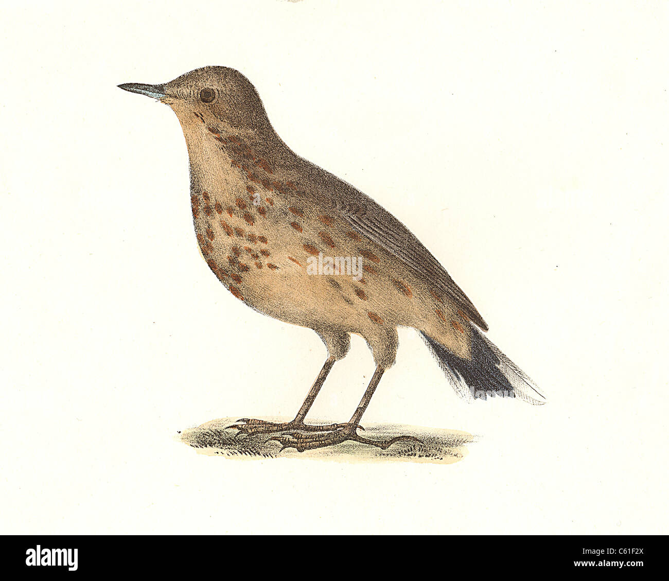 L'American Titlark, Buff-bellied Pipit de Sprague (Anthus américain, ludovicianus, Anthus rubescens) vintage oiseau lithographie, James De Kay, oiseaux de New York Banque D'Images