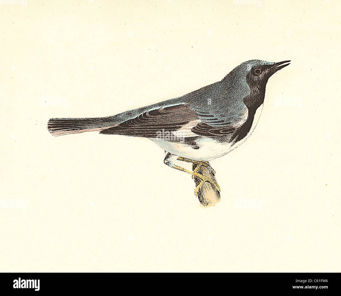 La Paruline bleue (Sylvicola canadensis, Setophaga caerulescens) vintage oiseau lithographie - James De Kay, de zoologie de New York, les oiseaux Banque D'Images