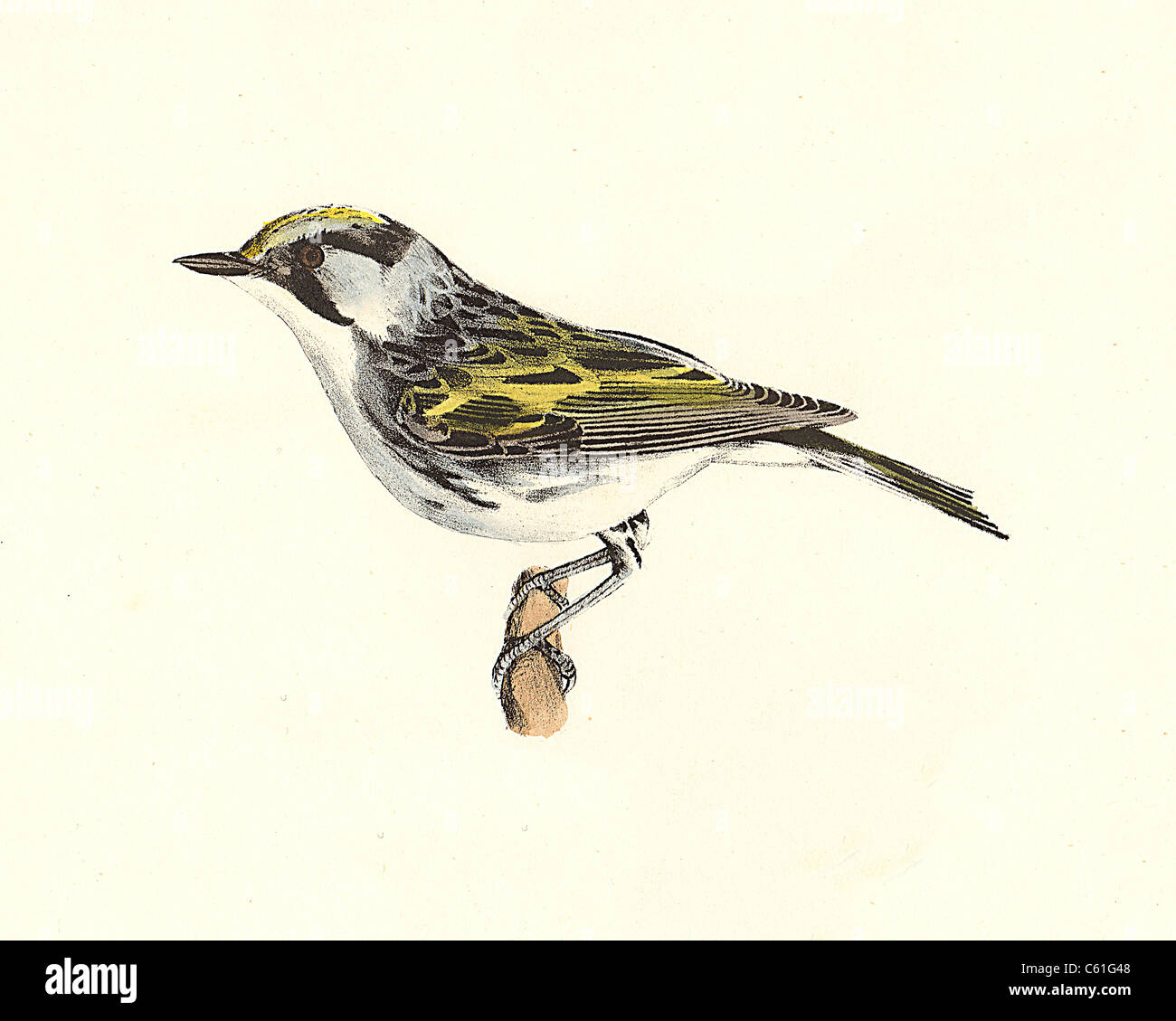 La Paruline à flancs marron (Sylvicola icterocephala, Setophaga pensylvanica) vintage oiseau lithographie - James De Kay, de zoologie de New York, les oiseaux Banque D'Images