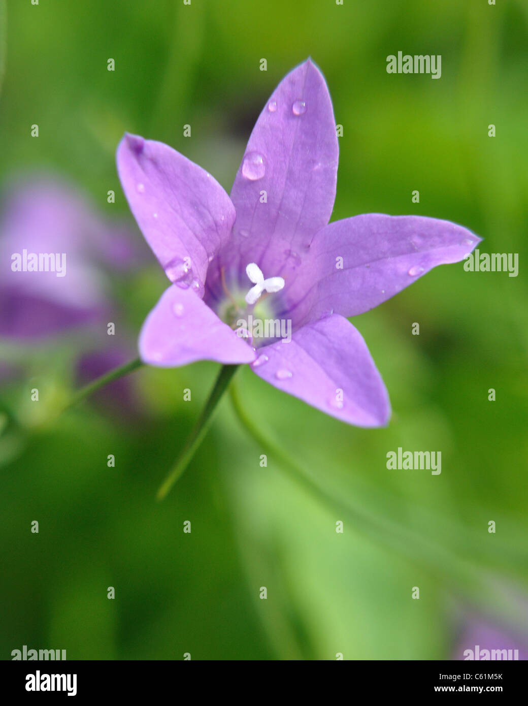 Gros plan de la tête de fleur violet vert accueil carte sympathie été macro close up Banque D'Images