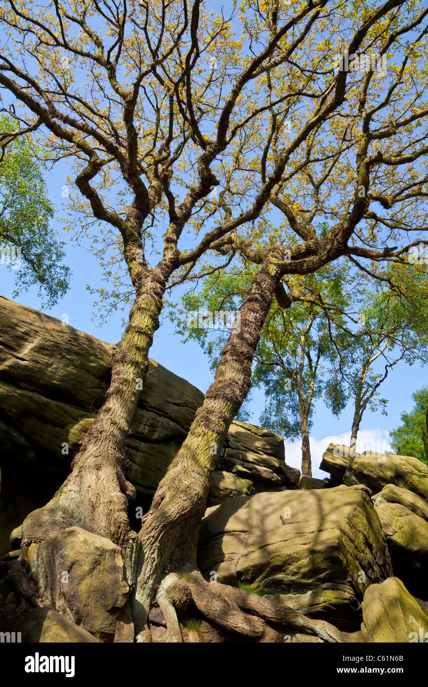 Glen Shipley près de Baildon, West Yorkshire. Banque D'Images