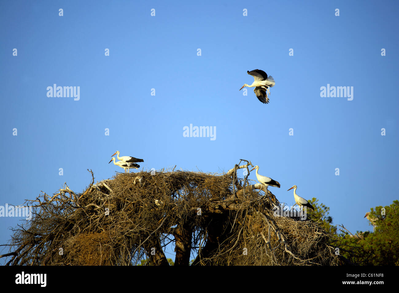 Cigognes blanches (Ciconia ciconia), l'Estrémadure, Espagne, Espagnol, Iberia, Europe, European, animal, animaux, oiseau, oiseaux, nidification, Banque D'Images