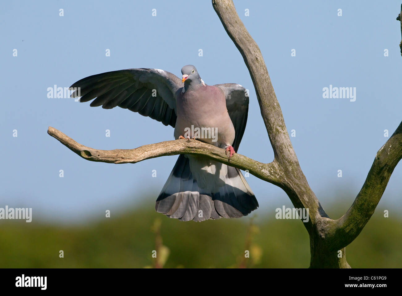 Pigeon ramier Columba palumbus palier avec extension de l'aile droite Banque D'Images