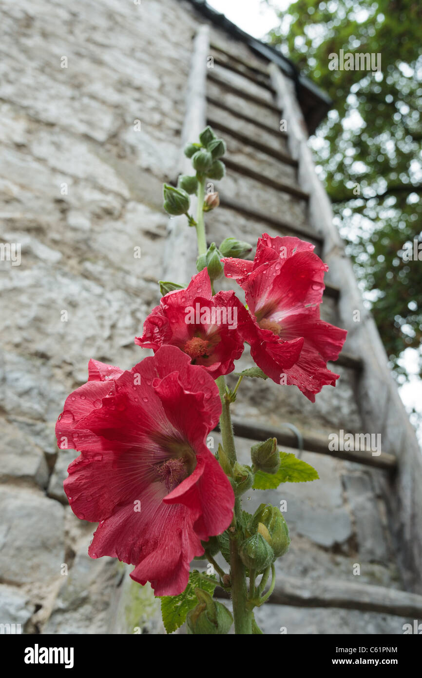 Roses trémières en face d'une échelle à Durbuy, Belgique. Banque D'Images