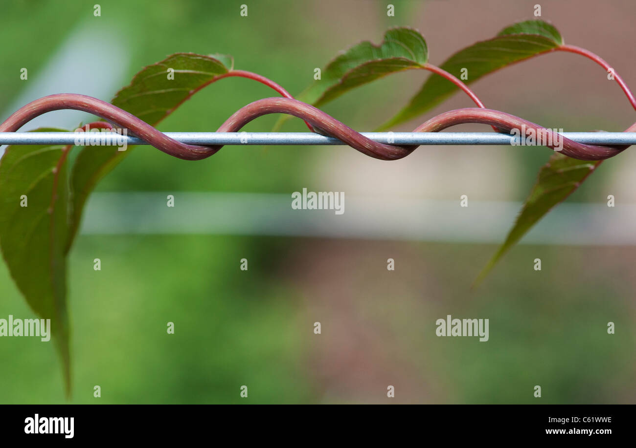 Actinidia Arguta Masculino . Hardy kiwi la viticulture le long d'un fil Banque D'Images