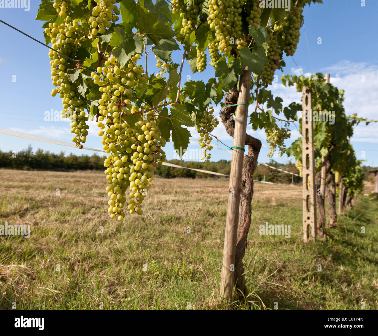 Les vignes de raisins blancs, Chianti, au sud de Florence, Italie Banque D'Images