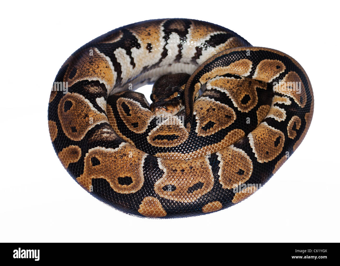 Python royal ou la balle contre serpent fond blanc Banque D'Images