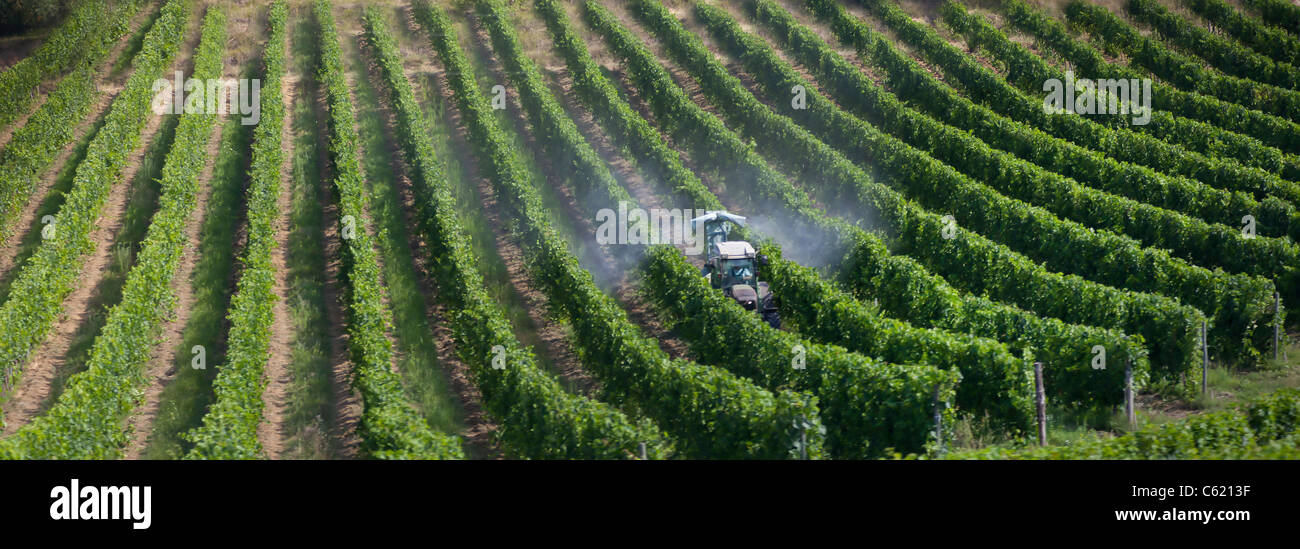 Toscane farmer tendant à son vignoble du Chianti, Italie Banque D'Images