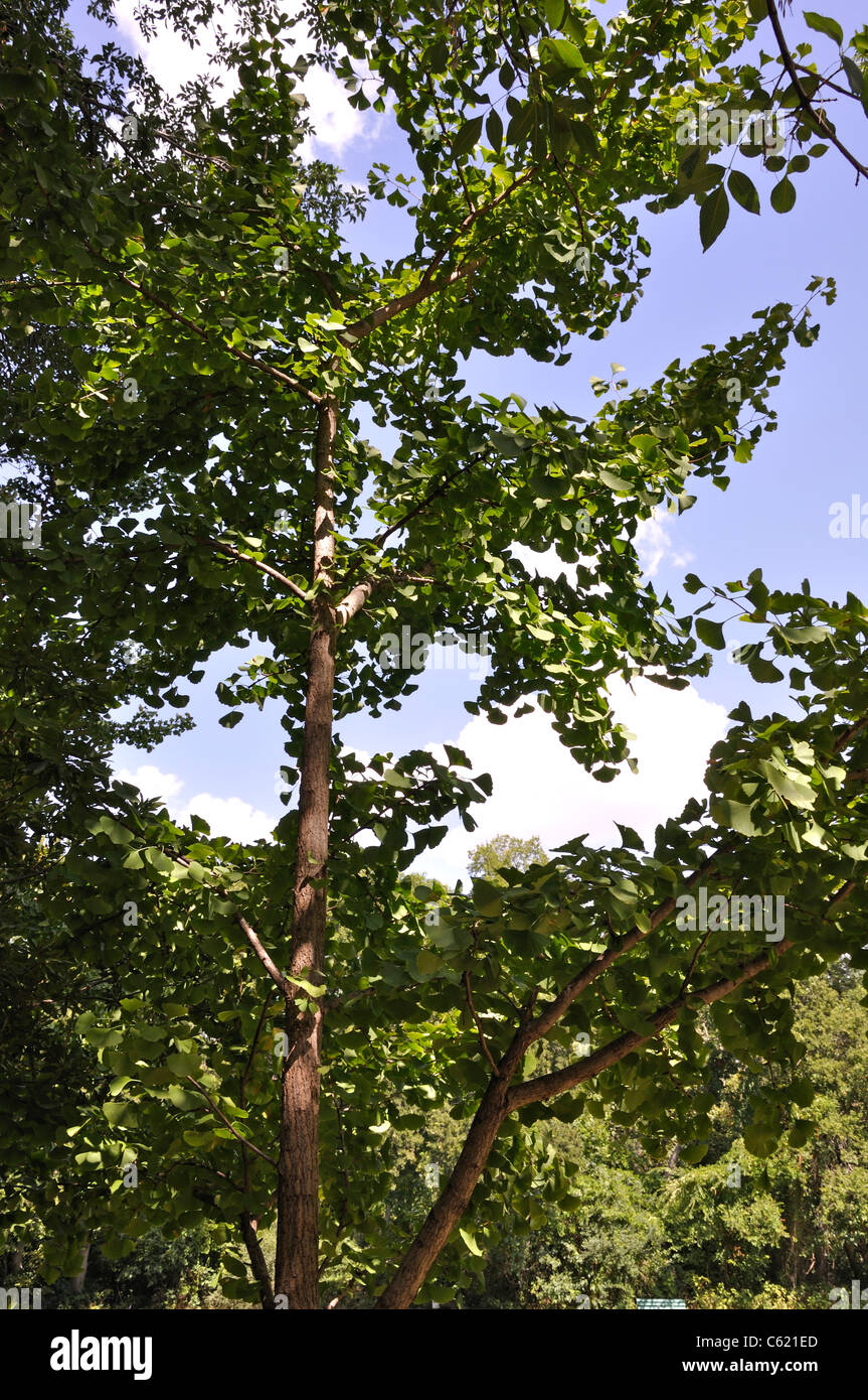 Arbre de Ginkgo biloba Banque D'Images