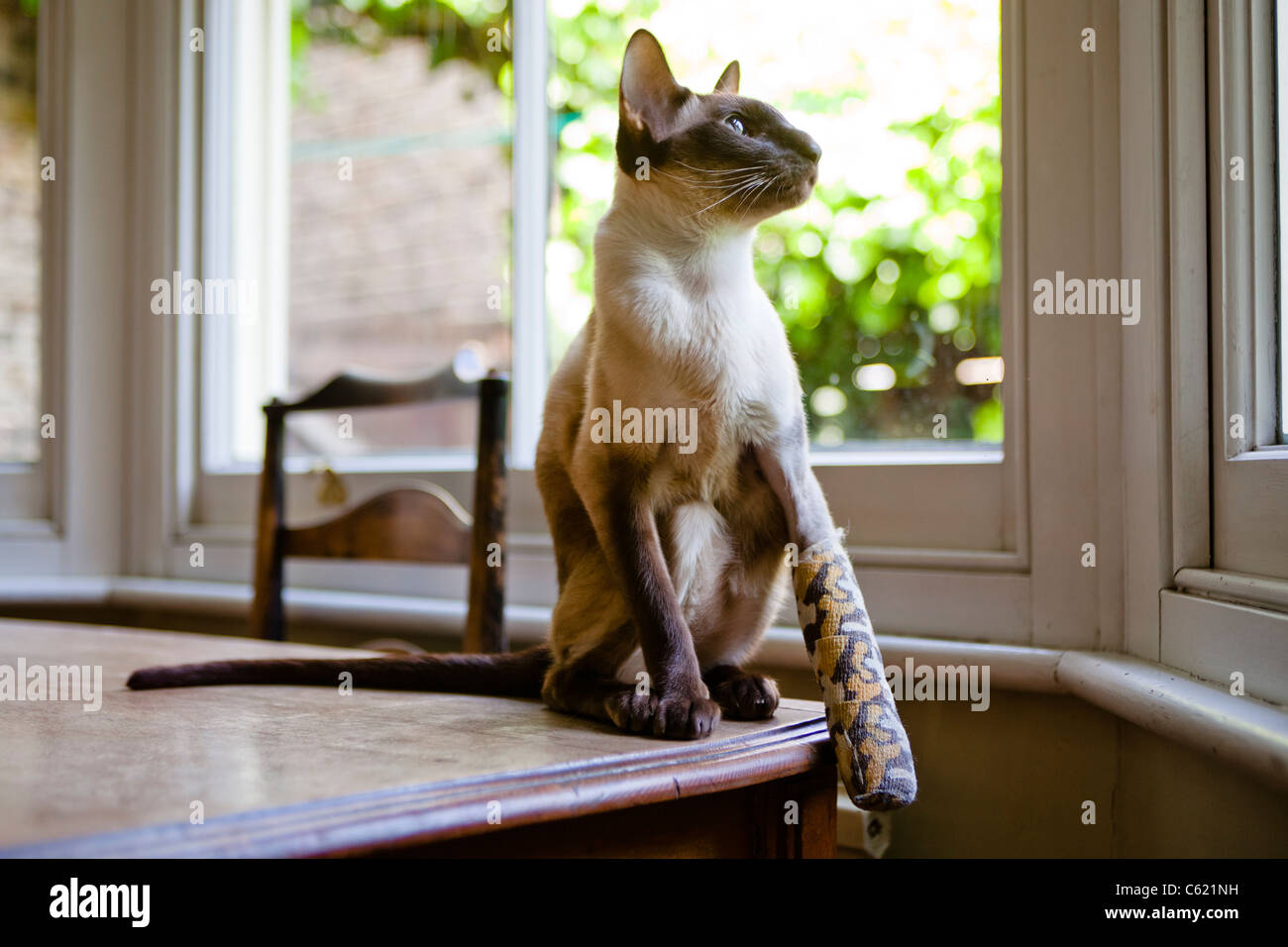 Bandage Cast Banque D Image Et Photos Page 5 Alamy