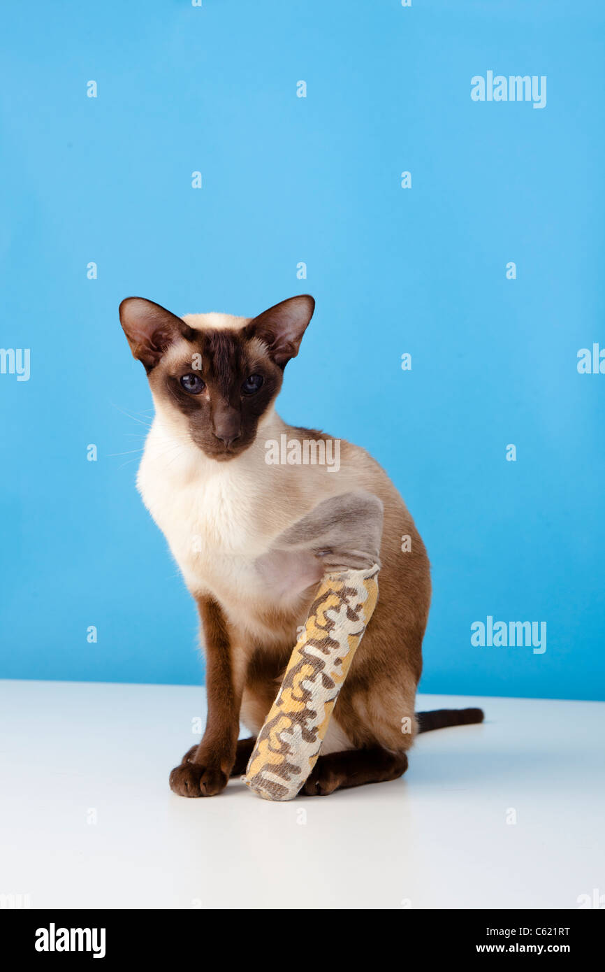 Leg In Bandage Banque D Image Et Photos Alamy Leg In Bandage Banque D Image Et Photos Alamy