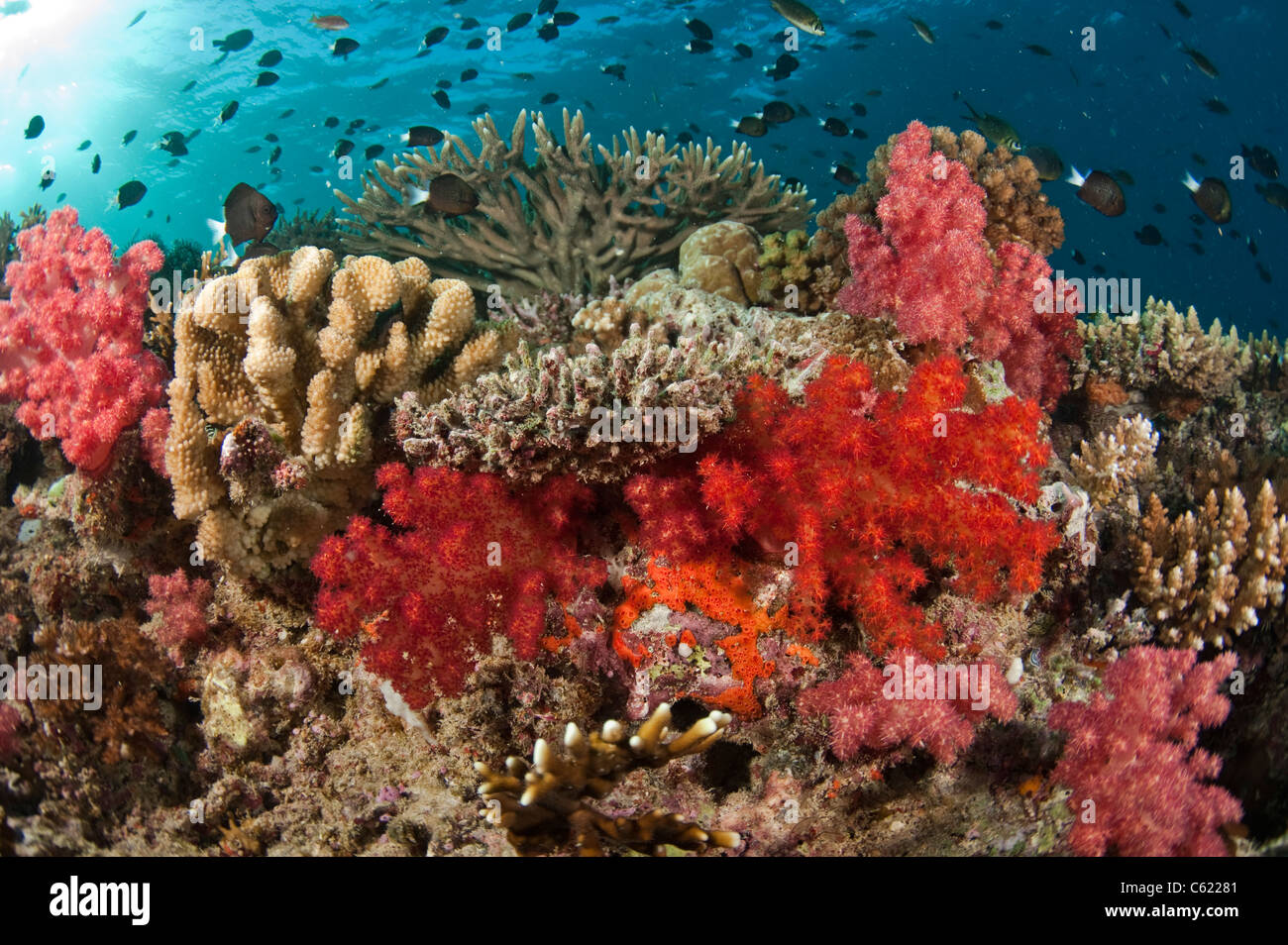 Barrière de corail en lagon de Beqa, Pacific Harbour, Viti Levu, Fidji ornés de coraux mous de la famille Dendronephthya. Banque D'Images