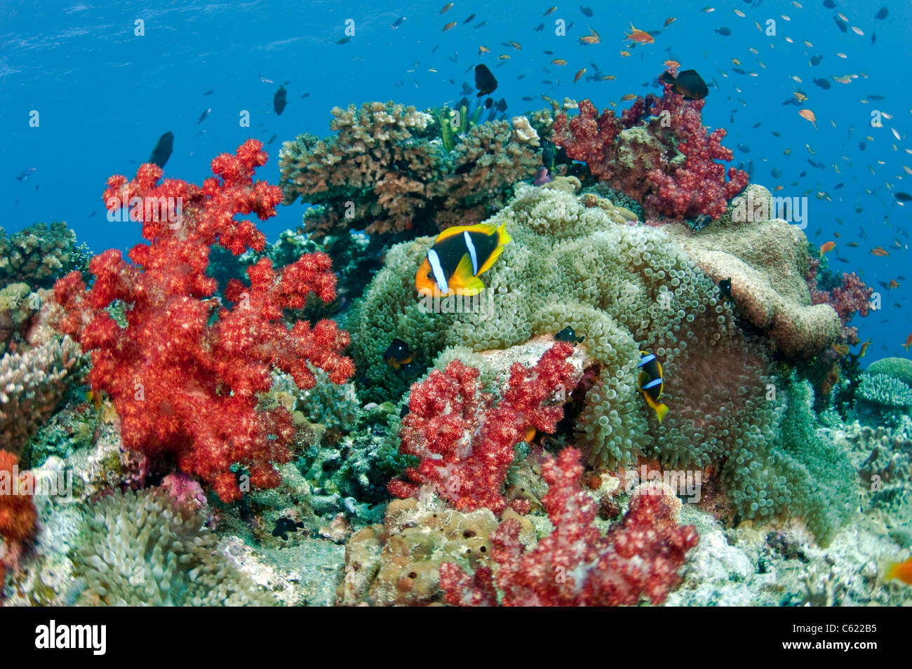 Barrière de corail en lagon de Beqa, Pacific Harbour, Viti Levu, Fidji ornés de coraux mous de la famille Dendronephthya. Banque D'Images