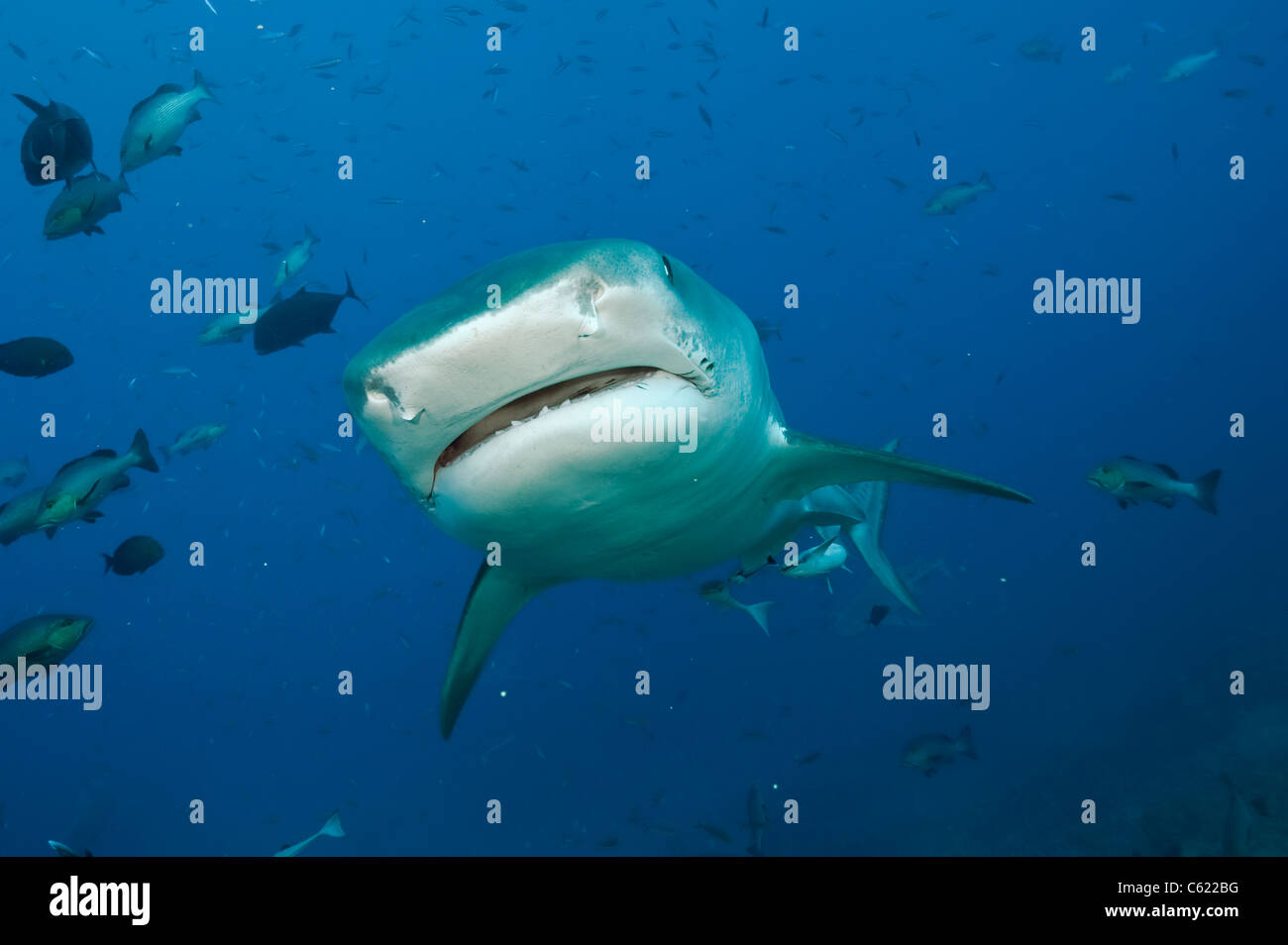 Un requin tigre, Galeocerdo cuvier, nage au large du port du Pacifique, Viti Levu, Fidji Banque D'Images