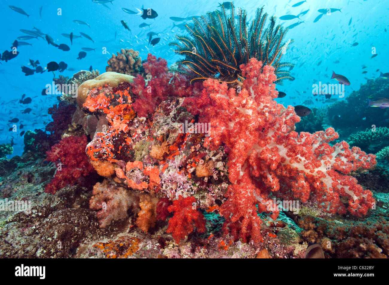 Barrière de corail en lagon de Beqa, Pacific Harbour, Viti Levu, Fidji ornés de coraux mous de la famille Dendronephthya. Banque D'Images