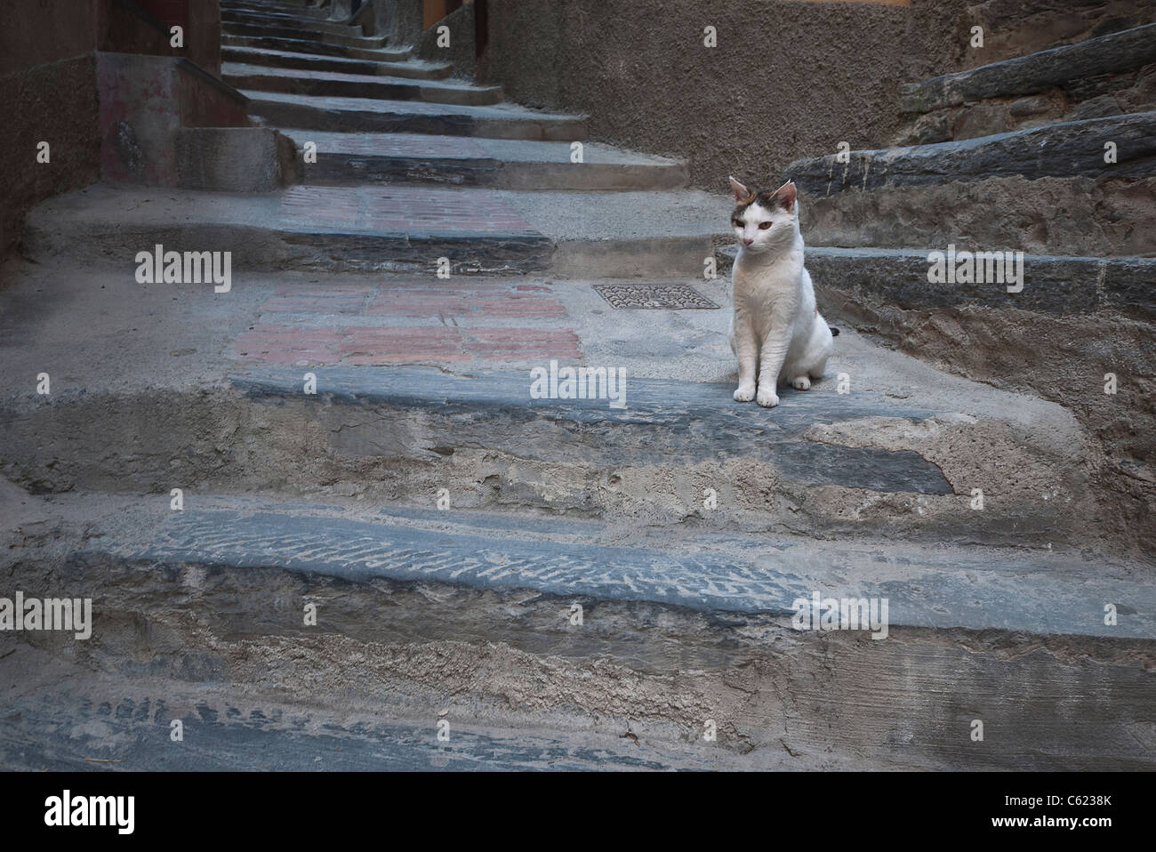 Un chat calico pose sur deux séries convergentes de marches en pierre dans le village italien de Vernazza, Cinque Terre, Italie. Banque D'Images