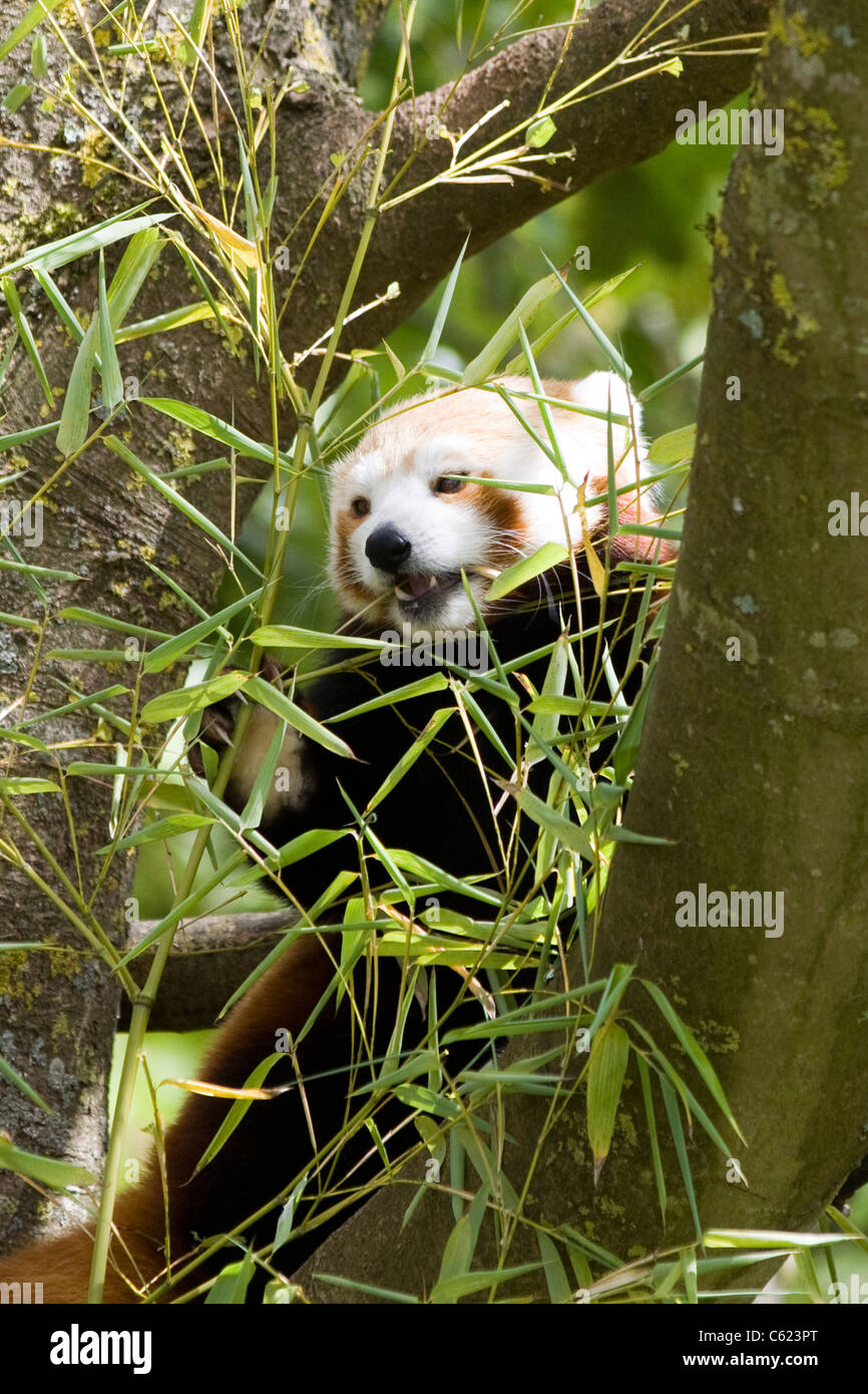Un panda rouge en captivité dans un arbre Ailurus fulgens Banque D'Images