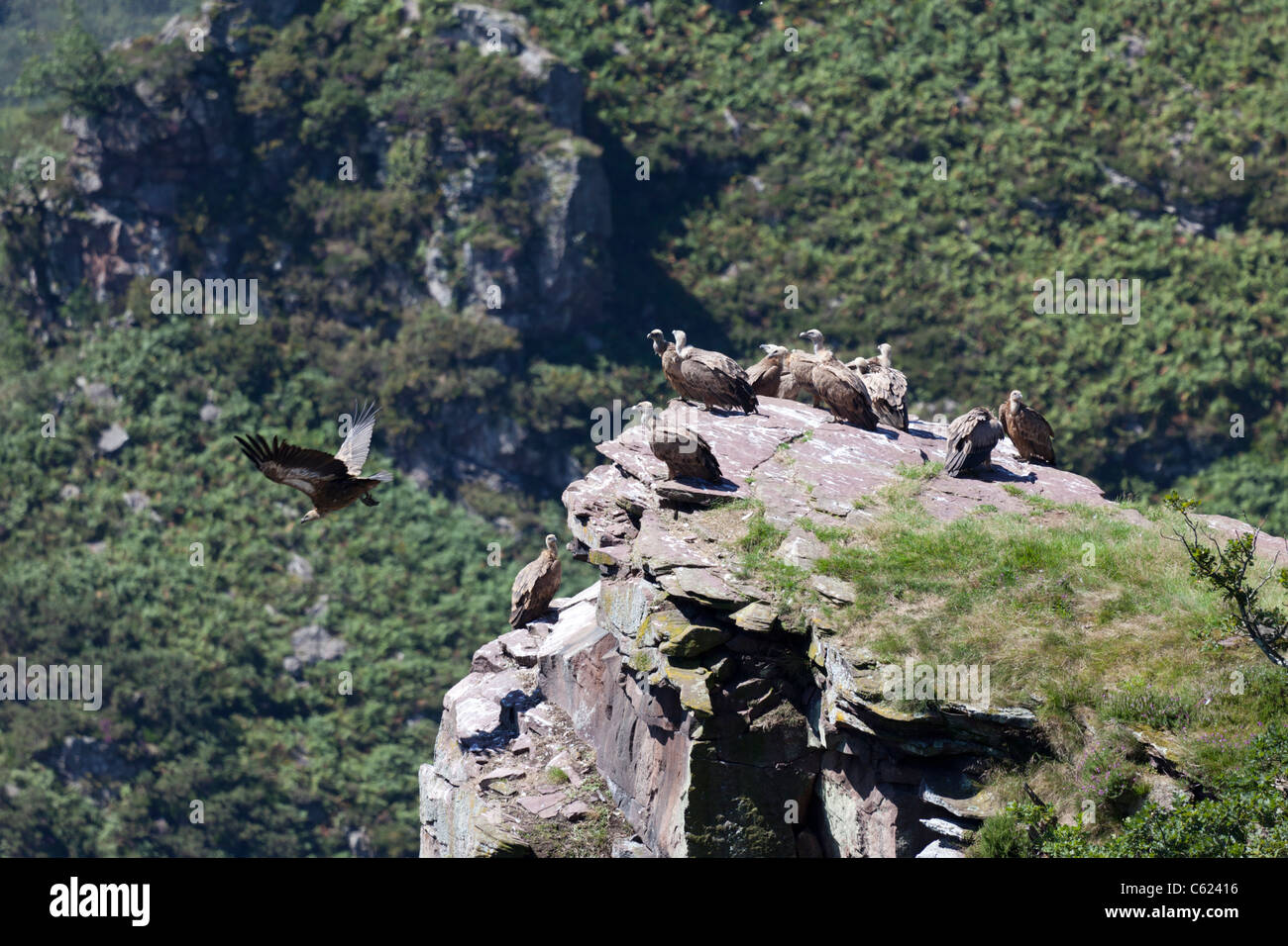 Dans l'ouest des Pyrénées sauvages, des vautours en appui au niveau du sommet, (France). Vautours chauves se reposant hors d'atteinte. Banque D'Images
