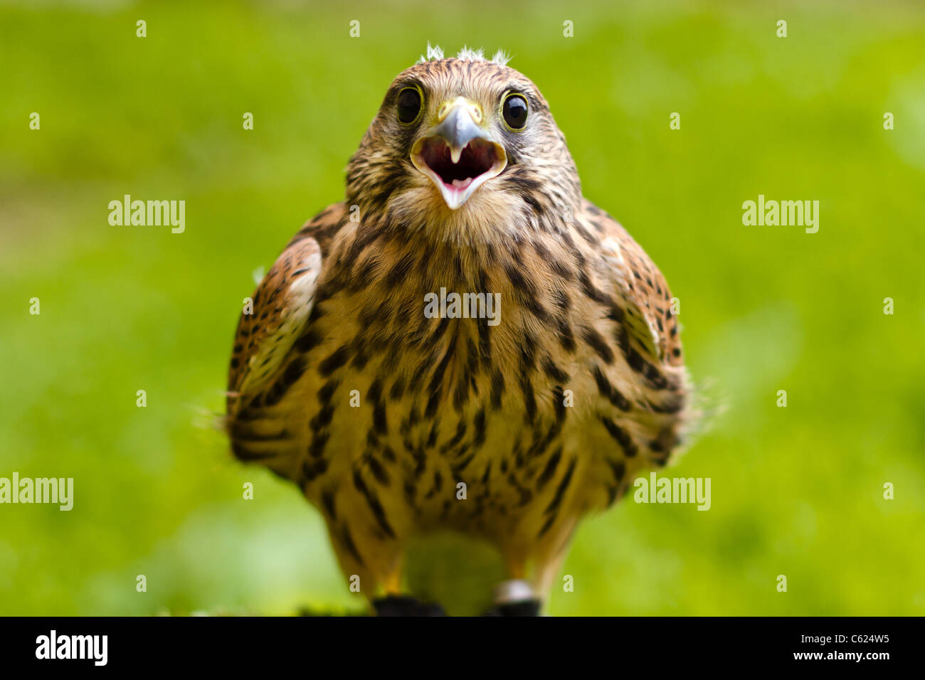 Portrait d'un petit oiseau (falco tinunculus) Banque D'Images