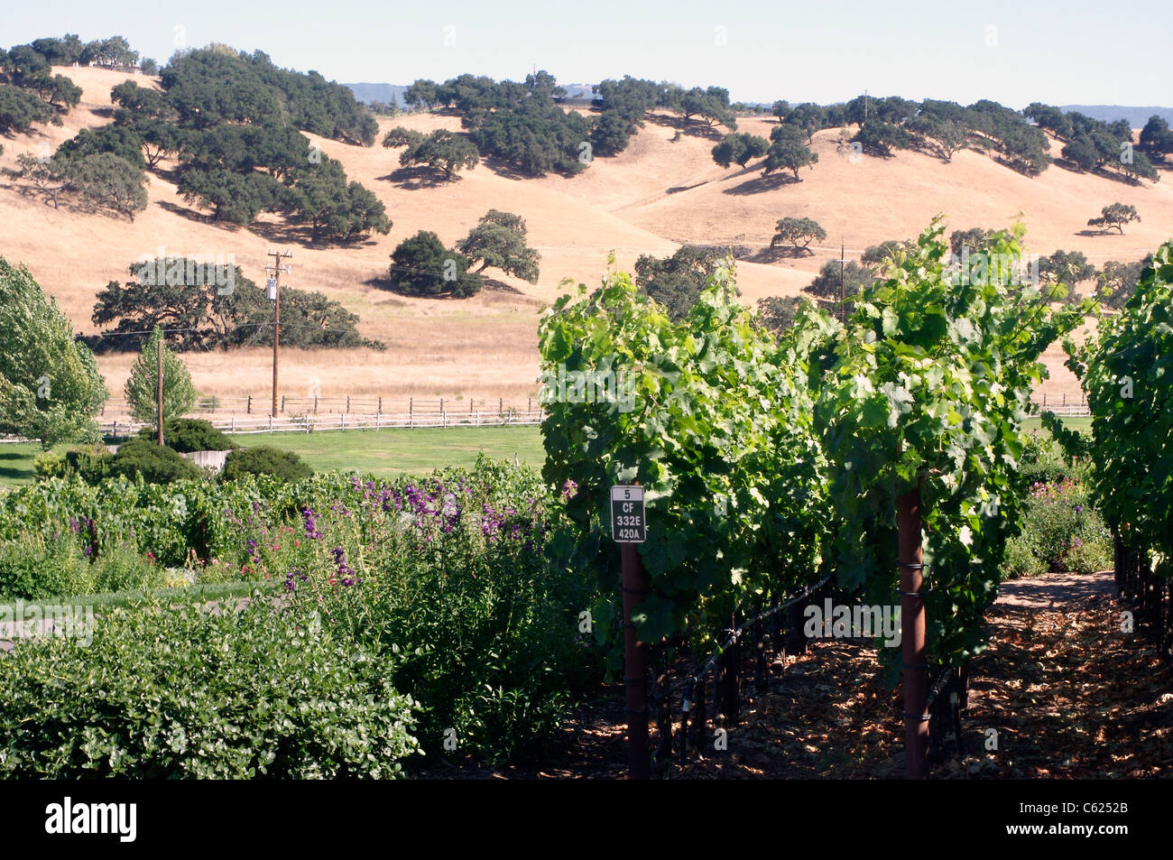 Vignoble dans la vallée de Santa Ynez, près de Solvang, Californie Banque D'Images