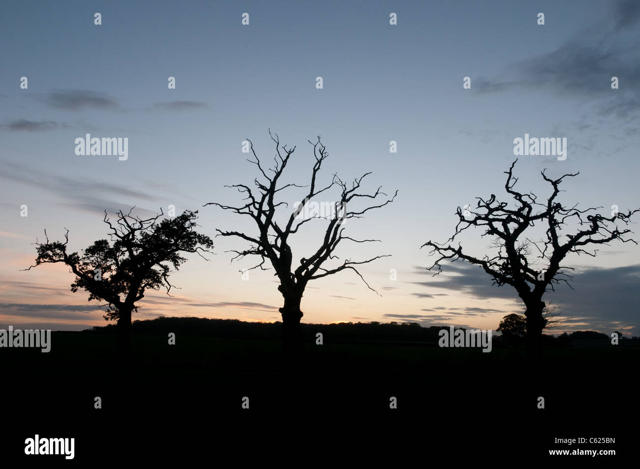 Trois arbres au crépuscule Banque D'Images