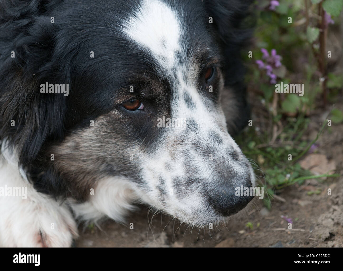 Border Collie couché Banque D'Images