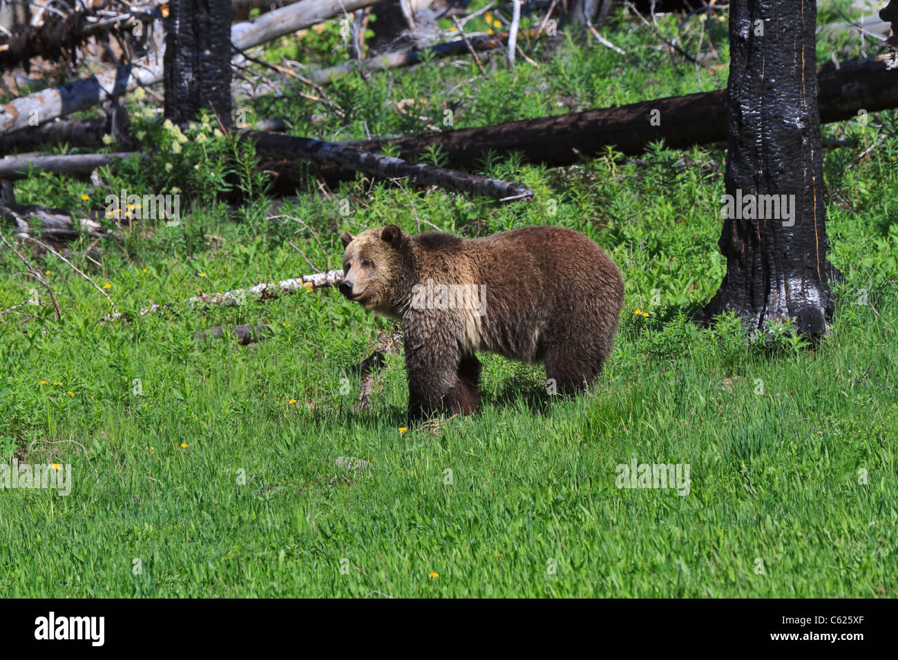 Ours brun, Ursus arctos horribilis. Un grizzly dans une zone de régénération des incendies de forêt dans le Parc National de Yellowstone. Banque D'Images