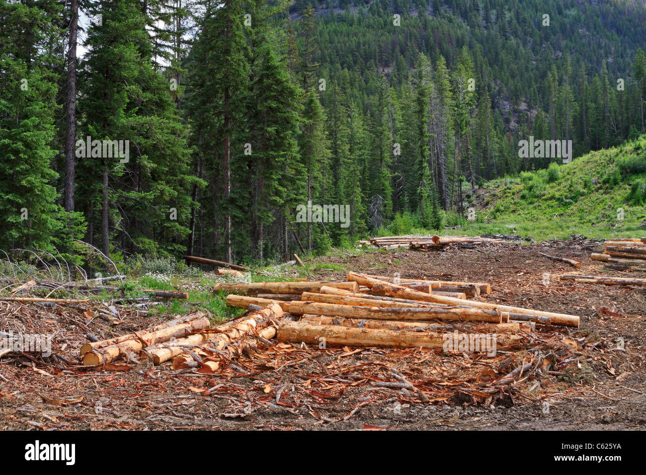 Bois fraîchement coupé sur une colline en Colombie-Britannique Banque D'Images