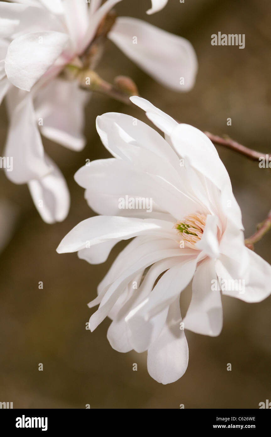 MAGNOLIA X LOEBNERI BALLERINE Banque D'Images