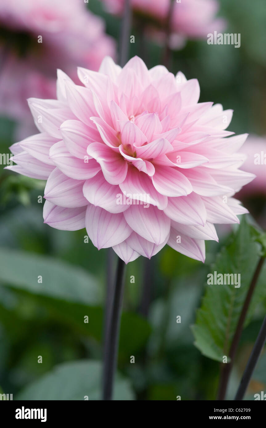 DAHLIA KARMA PROSPERO Banque D'Images