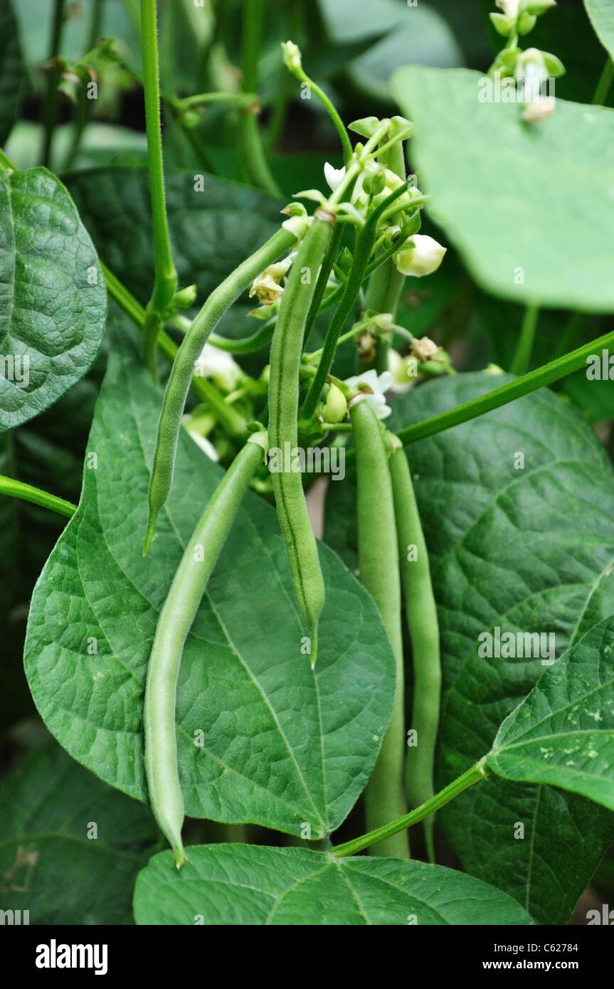 Les haricots verts poussent sur des vignes dans le jardin Banque D'Images