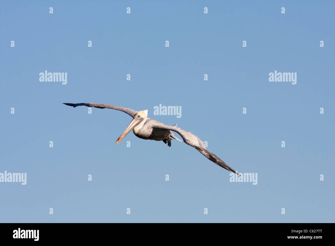 Pélican brun Pelecanus occidentalis,, en vol. Les eaux du golfe près de Rockport, Maine. Banque D'Images